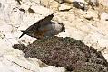 peregrine_2103108230