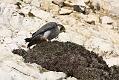 peregrine_2103108241