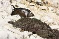 peregrine_2103108244