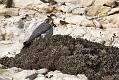 peregrine_2103108265