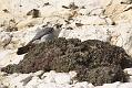 peregrine_2103108311