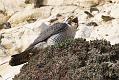 peregrine_2103108312