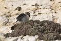 peregrine_2103108327