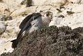 peregrine_2103108331