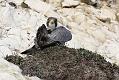 peregrine_2103108396
