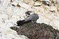 peregrine_2103108414