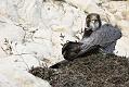 peregrine_2103108417