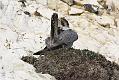 peregrine_2103108429