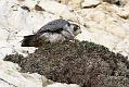 peregrine_2103108447
