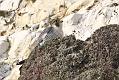 peregrine_2103108517