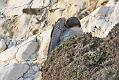 peregrine_2103108690