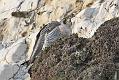 peregrine_2103108701
