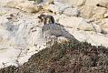peregrine_2103108740