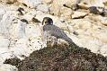 peregrine_2103108749
