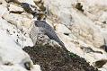 peregrine_2103108801