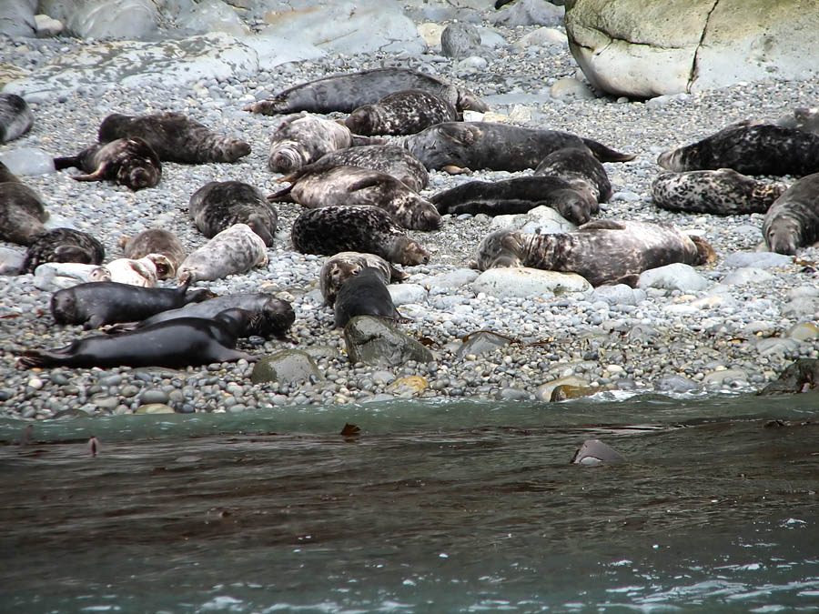 seal_s2_050909022.jpg
