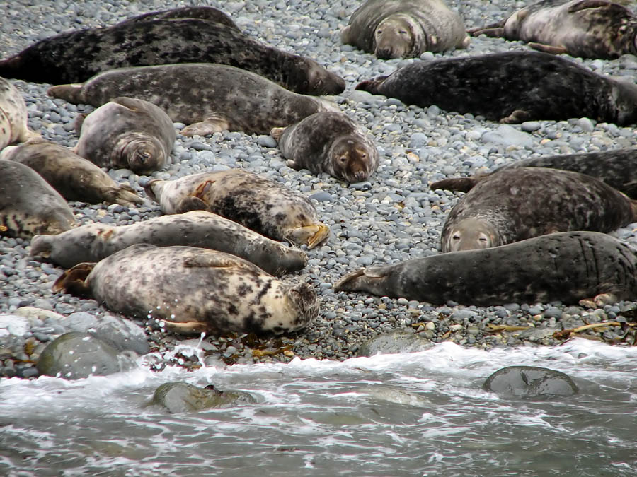 seal_s2_050909028.jpg