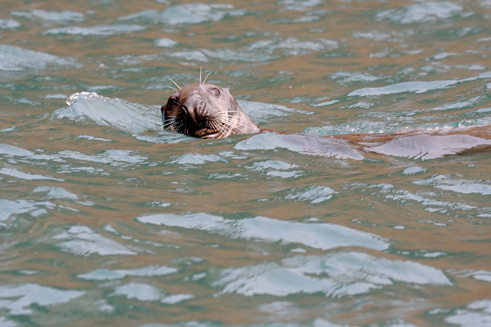 seals_0509094883.jpg