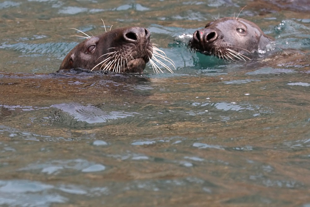 seals_0509094892.jpg
