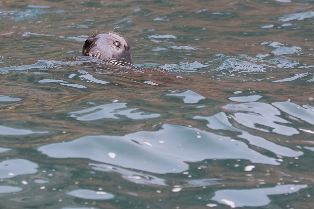 seals_0509094909.jpg
