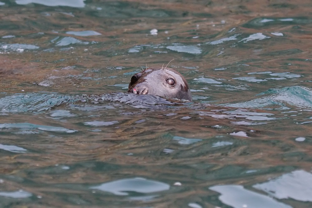 seals_0509094910.jpg