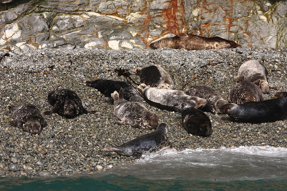 seals_0509094924.jpg