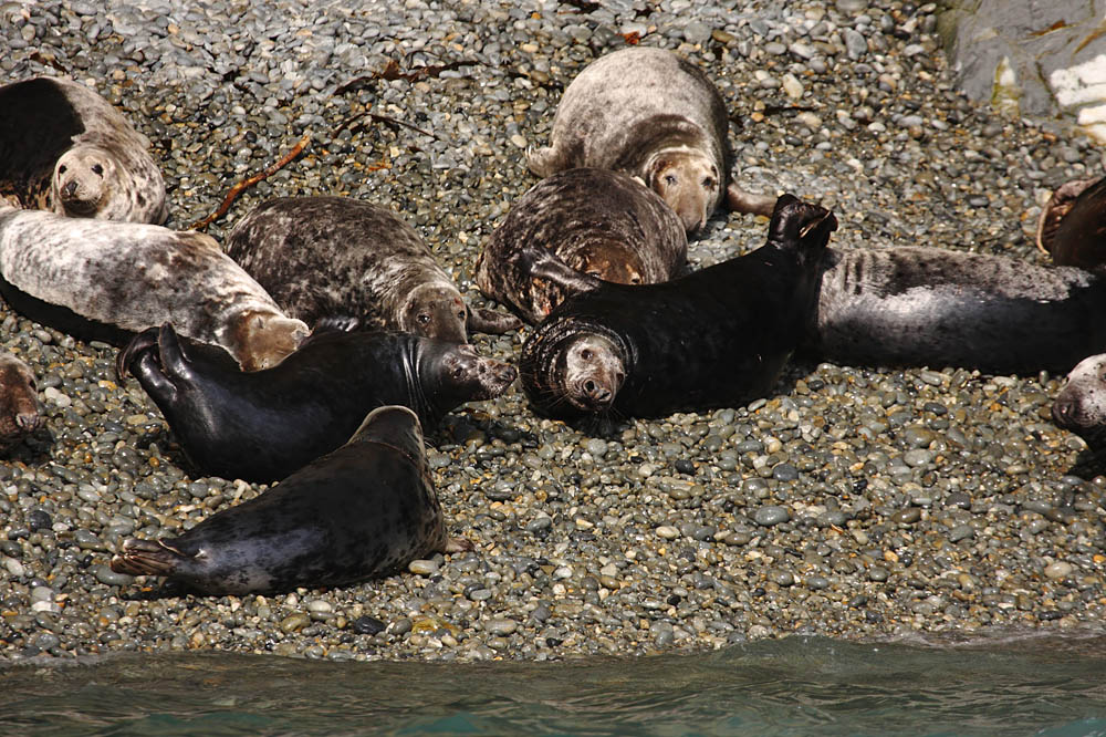 seals_0509094930.jpg