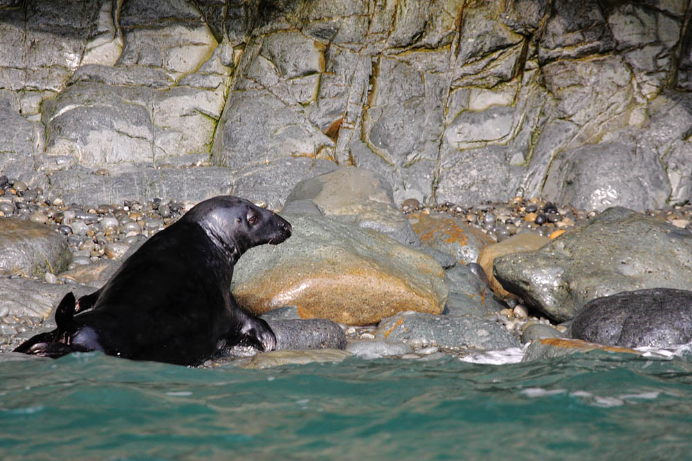 seals_0509094931.jpg