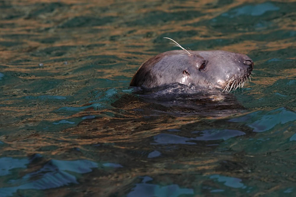 seals_0509094944.jpg