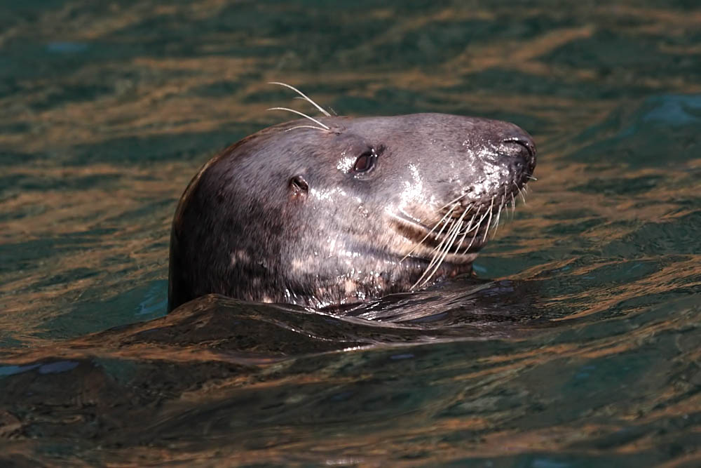 seals_0509094949.jpg