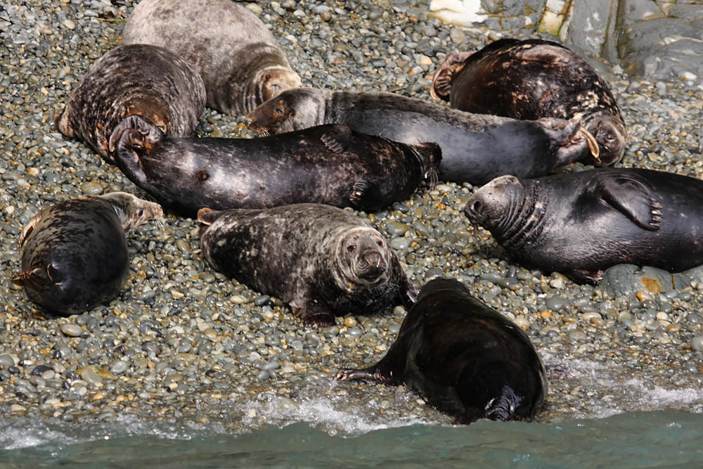 seals_0509094957.jpg
