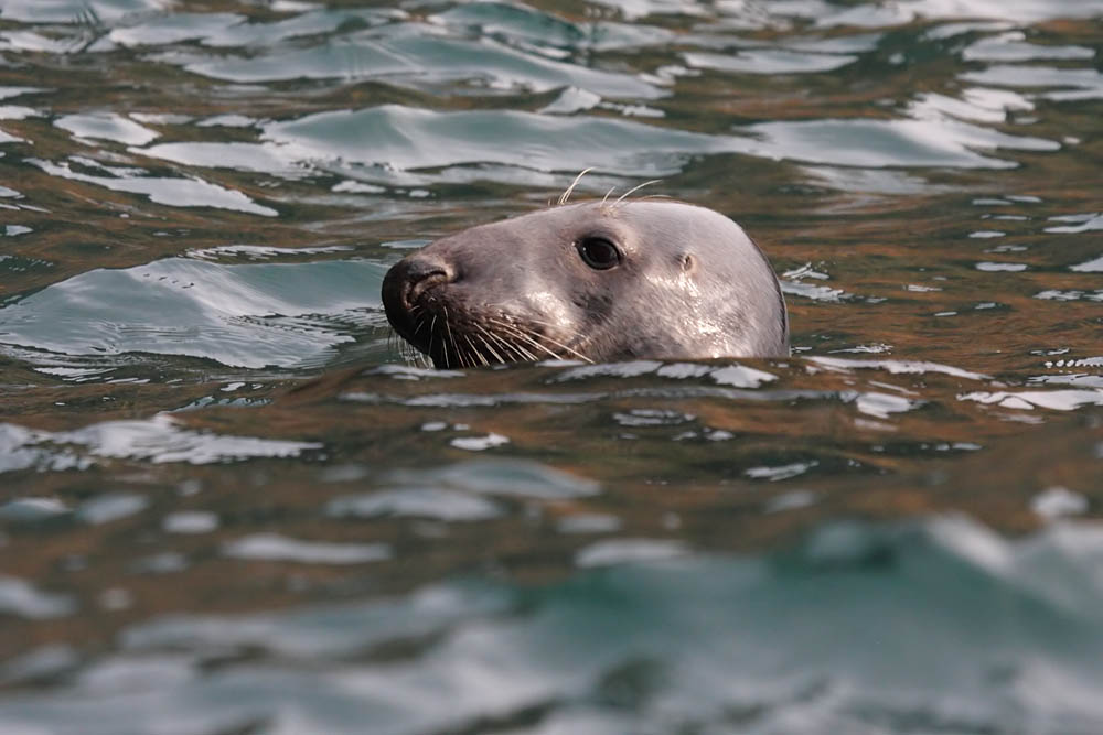 seals_0509094965.jpg