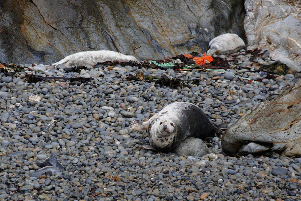 seals_0509095053.jpg