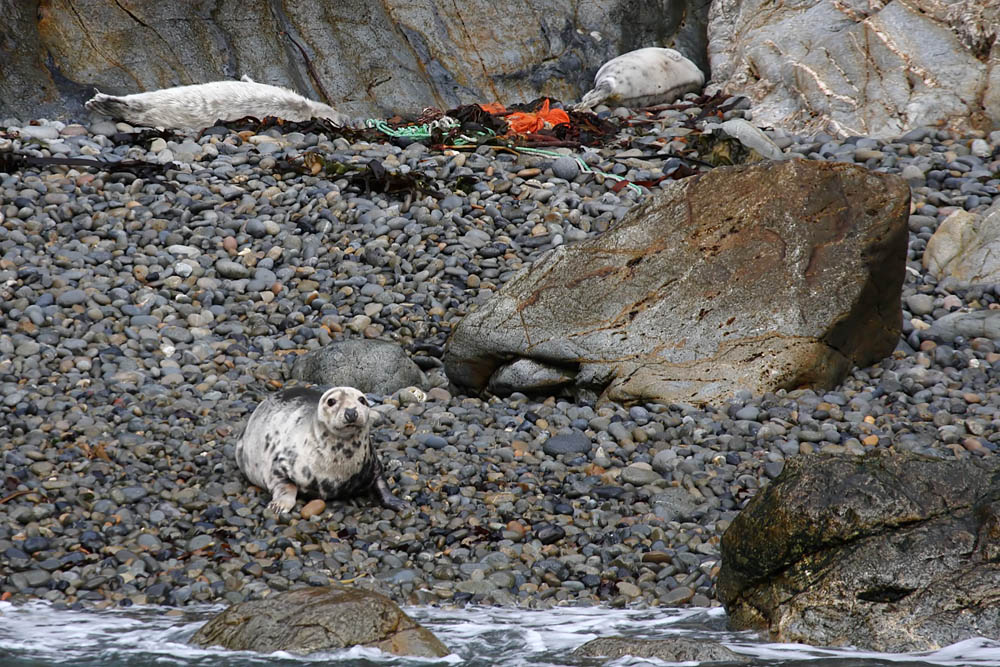 seals_0509095058.jpg