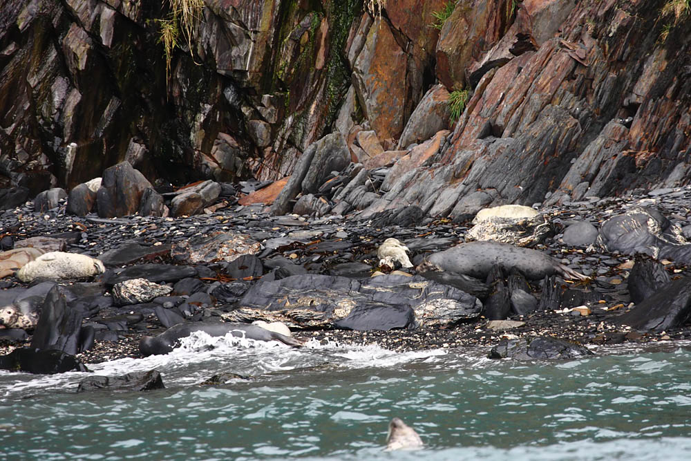 seals_0509095107.jpg