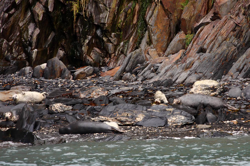seals_0509095109.jpg