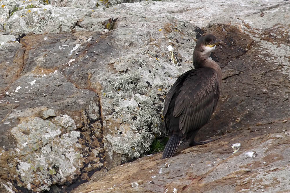 shag_0509094992.jpg