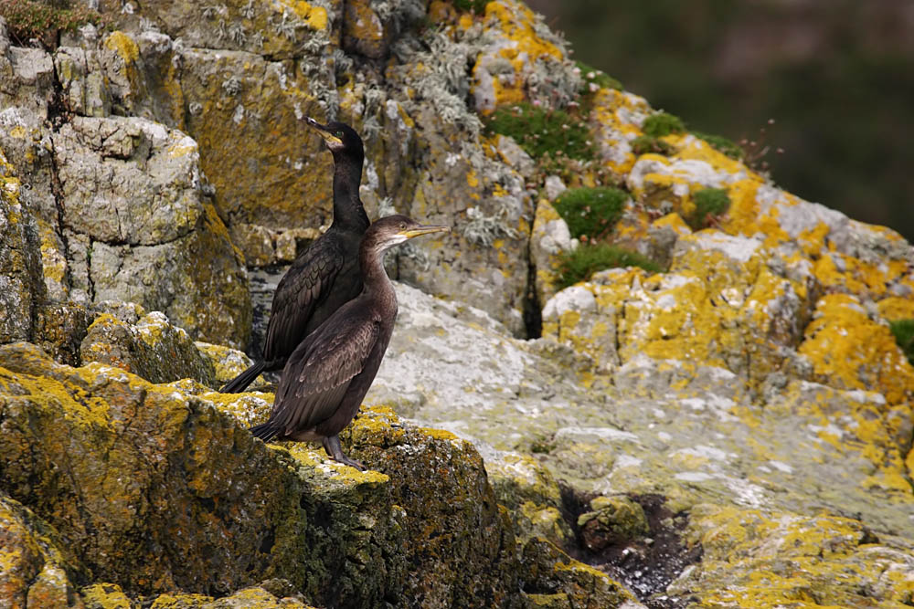 shag_0509095002.jpg