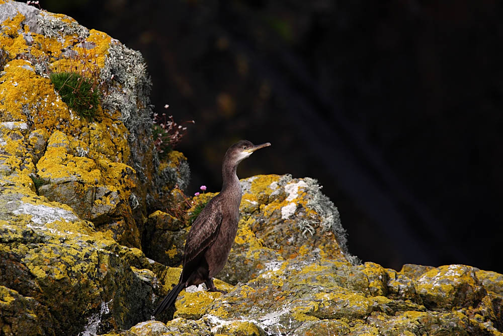 shag_0509095006.jpg