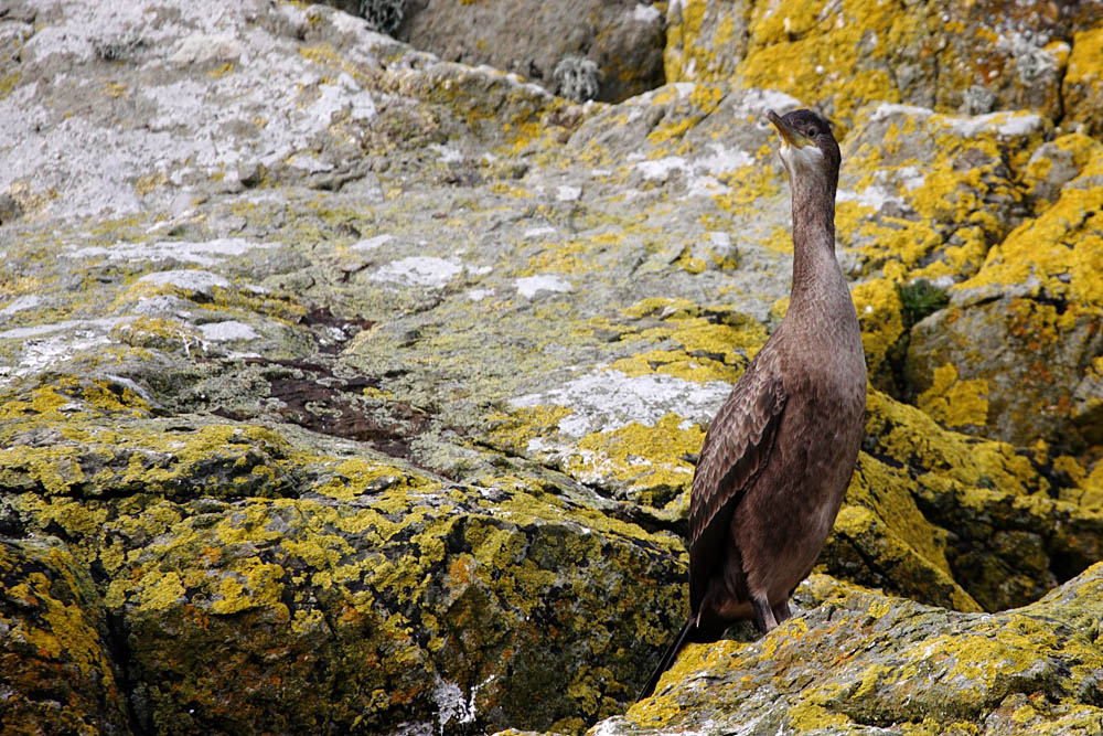 shag_0509095024.jpg