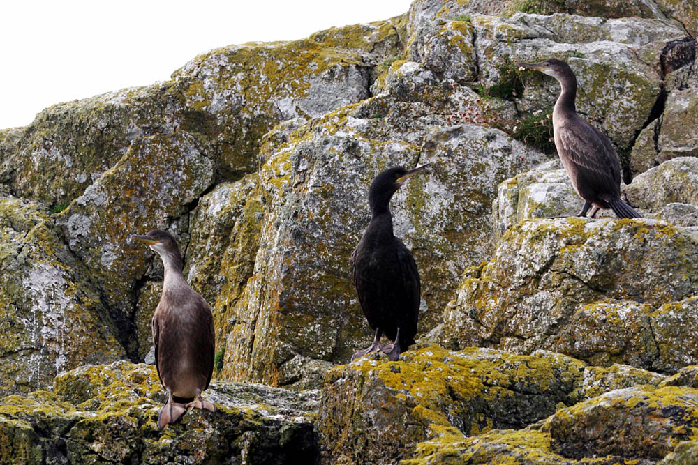 shag_0509095040.jpg