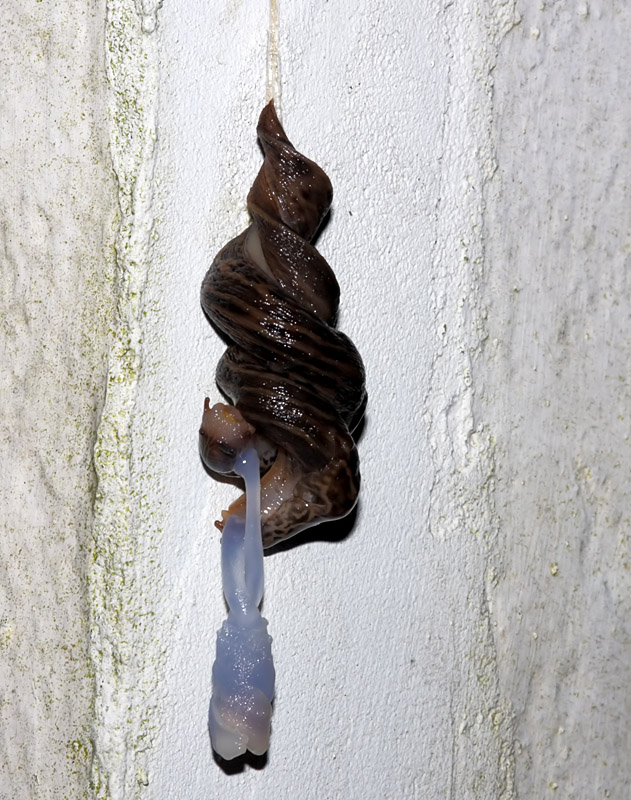 slug_mating_2507094961.jpg