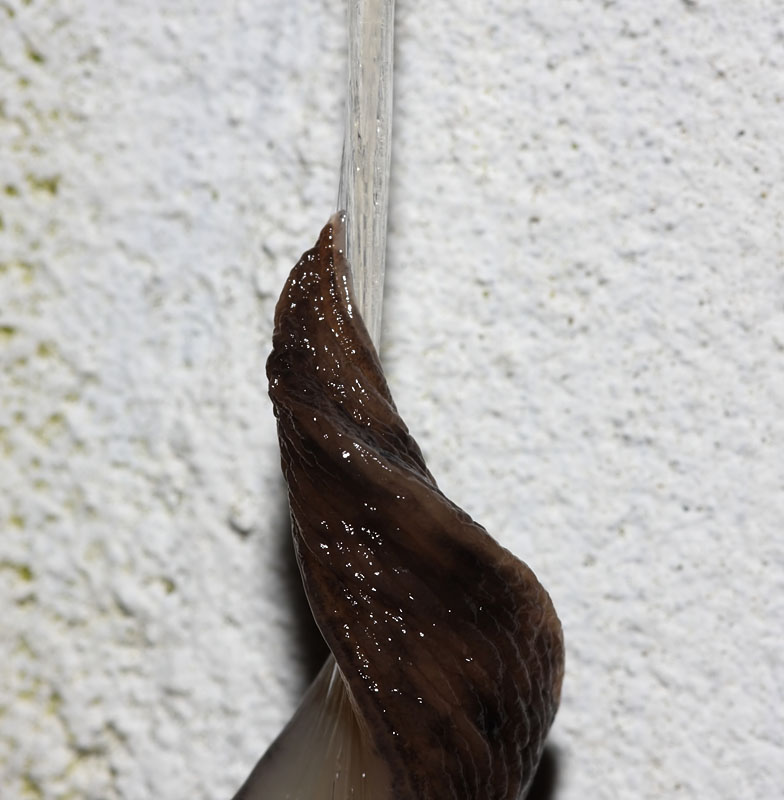 slug_mating_2507094982.jpg - The mucus rope