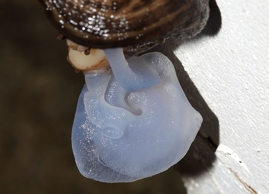slug_mating_2507094986.jpg
