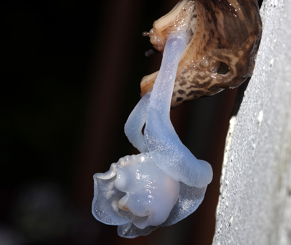slug_mating_2507094994.jpg