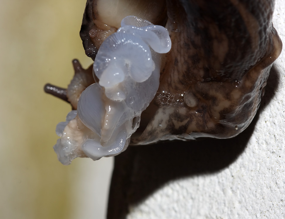 slug_mating_2507094997.jpg