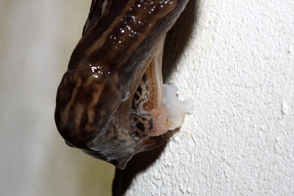 slug_mating_2507095000.jpg