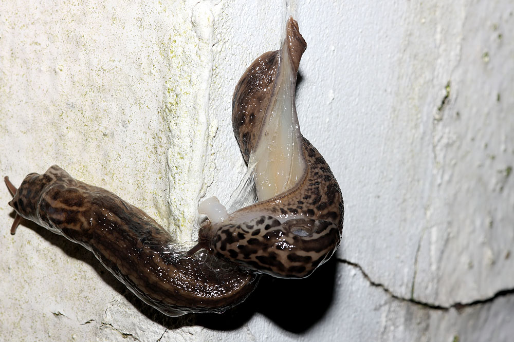 slug_mating_2507095012.jpg