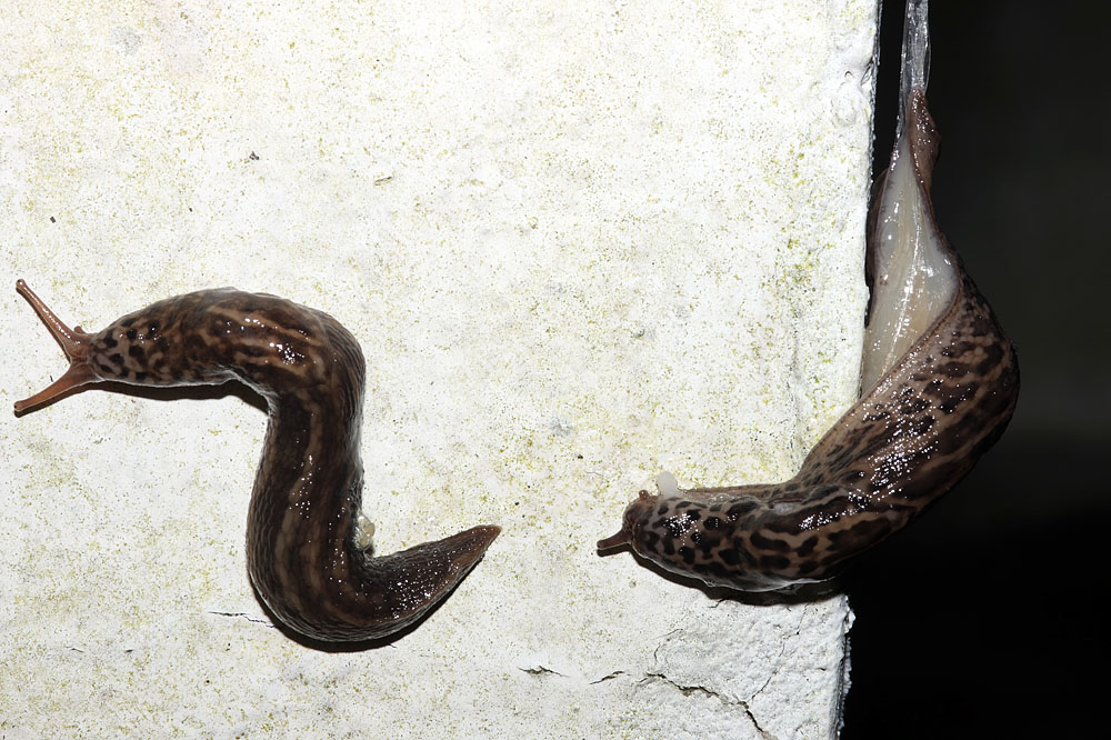 slug_mating_2507095022.jpg