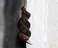 slug_mating_2507094960